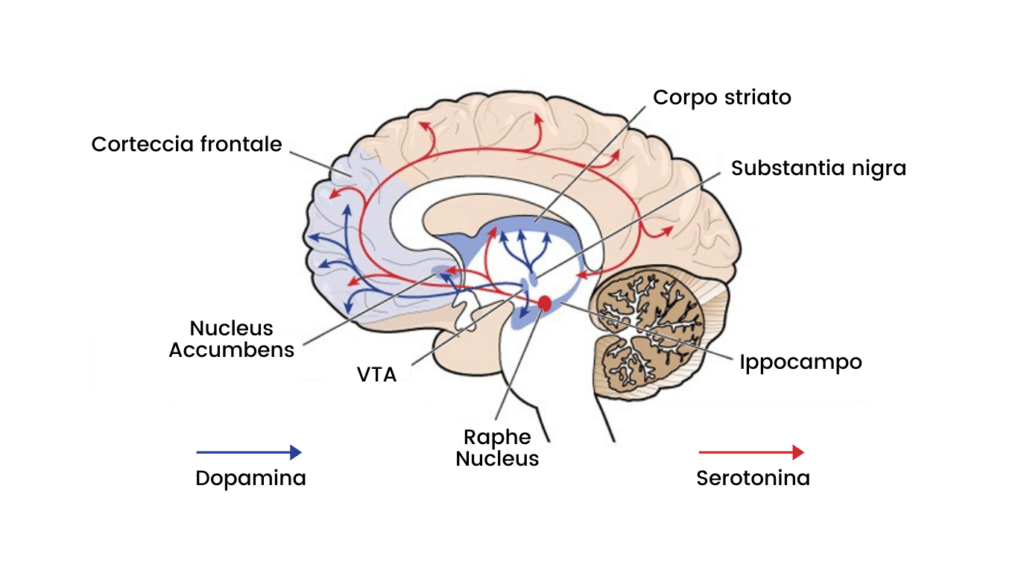 percorso dopamina serotonina